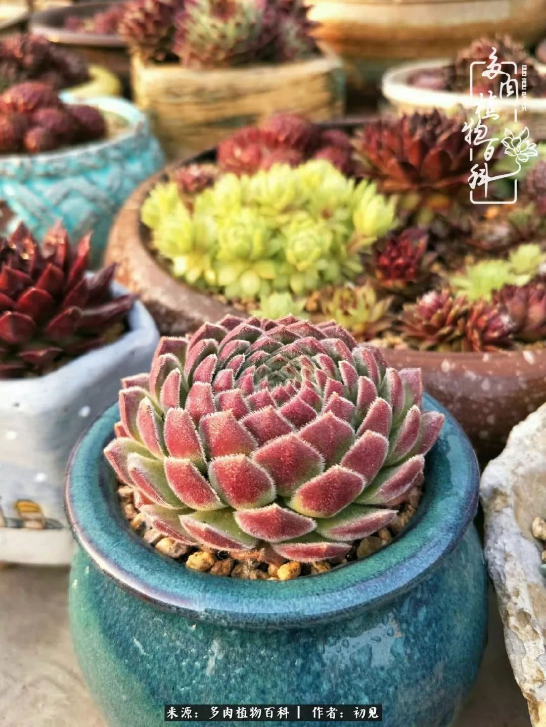 养多肉四周年，从初见到爱恋！幸福一直藏在浅薄的日子里！