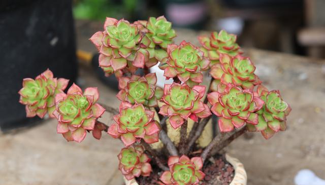 夏季养多肉,“保命”是关键,做好4要点,轻松度过“生死劫”