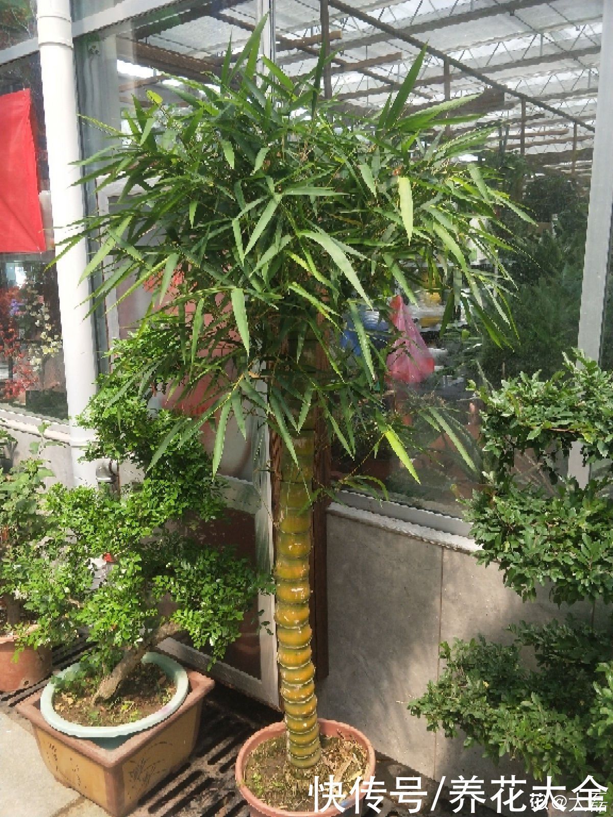 农村人的院子超上档次，种花不在多，关键是选好品种