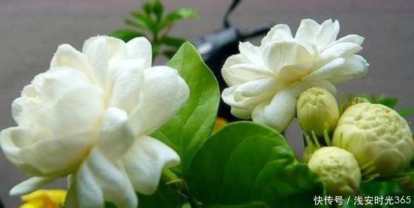 香水|最香的“3种花”,比法国香水还香,养在阳台,满屋子飘香!