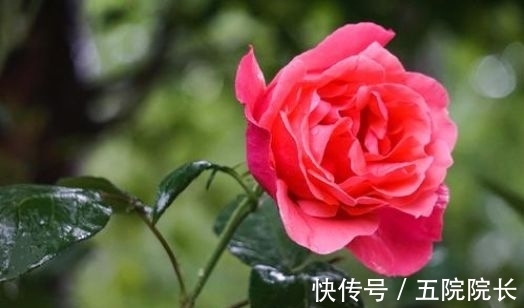 好养易活颜值高的花卉,漂亮又好闻,四季有花开,花香四溢飘满屋