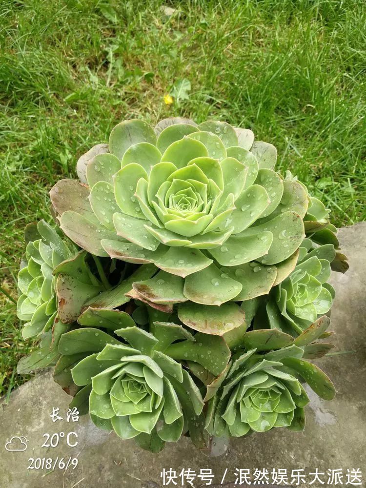 蚧壳虫|为肉痴狂!多肉植物也会用最美的容颜报答我们的勤劳付出!