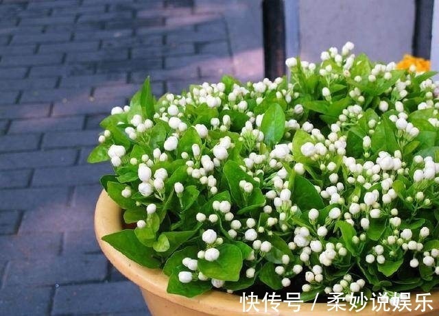 剪枝|大爷一盆茉莉养30多年，他只做了这个小动作，年年开花3次