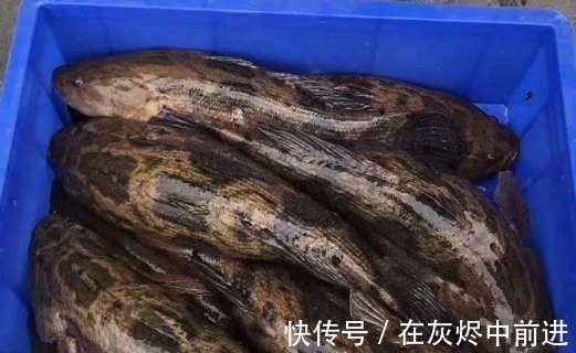 笋壳鱼|农村逐渐消失的5种小鱼，儿时用蚯蚓能钓到，现在却罕见了