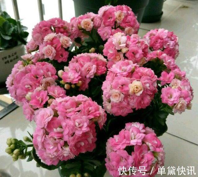长寿花秋季剃个“大光头”,枝干变粗,侧芽爆满,开花几百朵