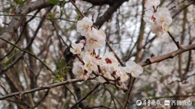 “济南最神秘公园”重新开放！踏青看景赏花，这里景色宜人