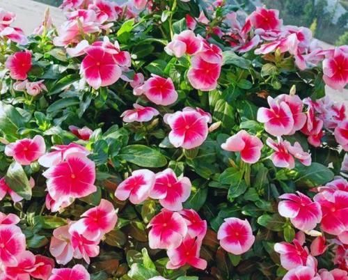  大岩桐|阳台养花，不妨养此4款植物，养在哪里都爆盆，早看早知道！