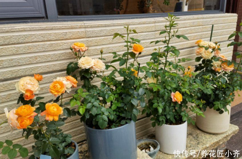 虫害|进入三伏天后，月季必做“3件事”，否则黄叶又烂根