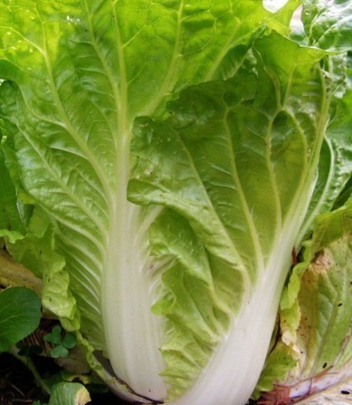 忠告炒大白菜不能放此物，吃了就是没病找病，现在知道还不晚！