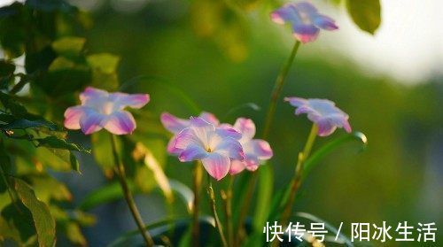 一种可爱美丽的花卉盆栽，很好种，三天就能开花，耐热耐寒，深受喜爱