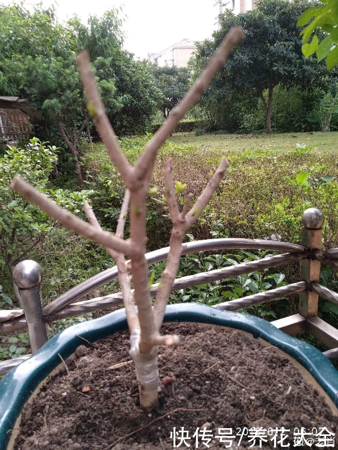 晒不死、热不死的花，越晒花越多，越热长越快