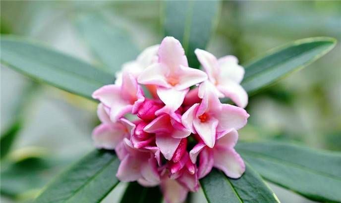 养花试试这几款，一朵接一朵地花像小元宝非常美丽