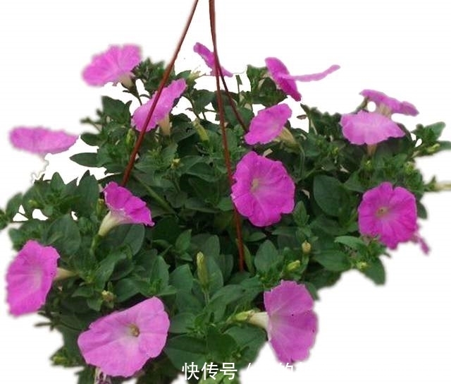 盆景|盆景矮牵牛养花实用指南