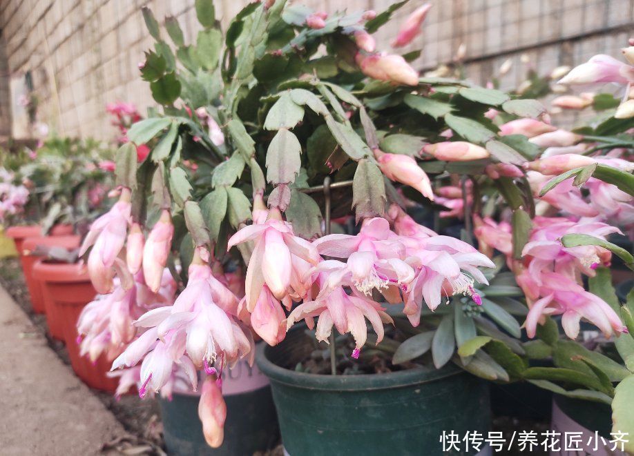 精细是养好蟹爪兰的最好姿态，坚持做好4点，叶子肥厚，不再烂根