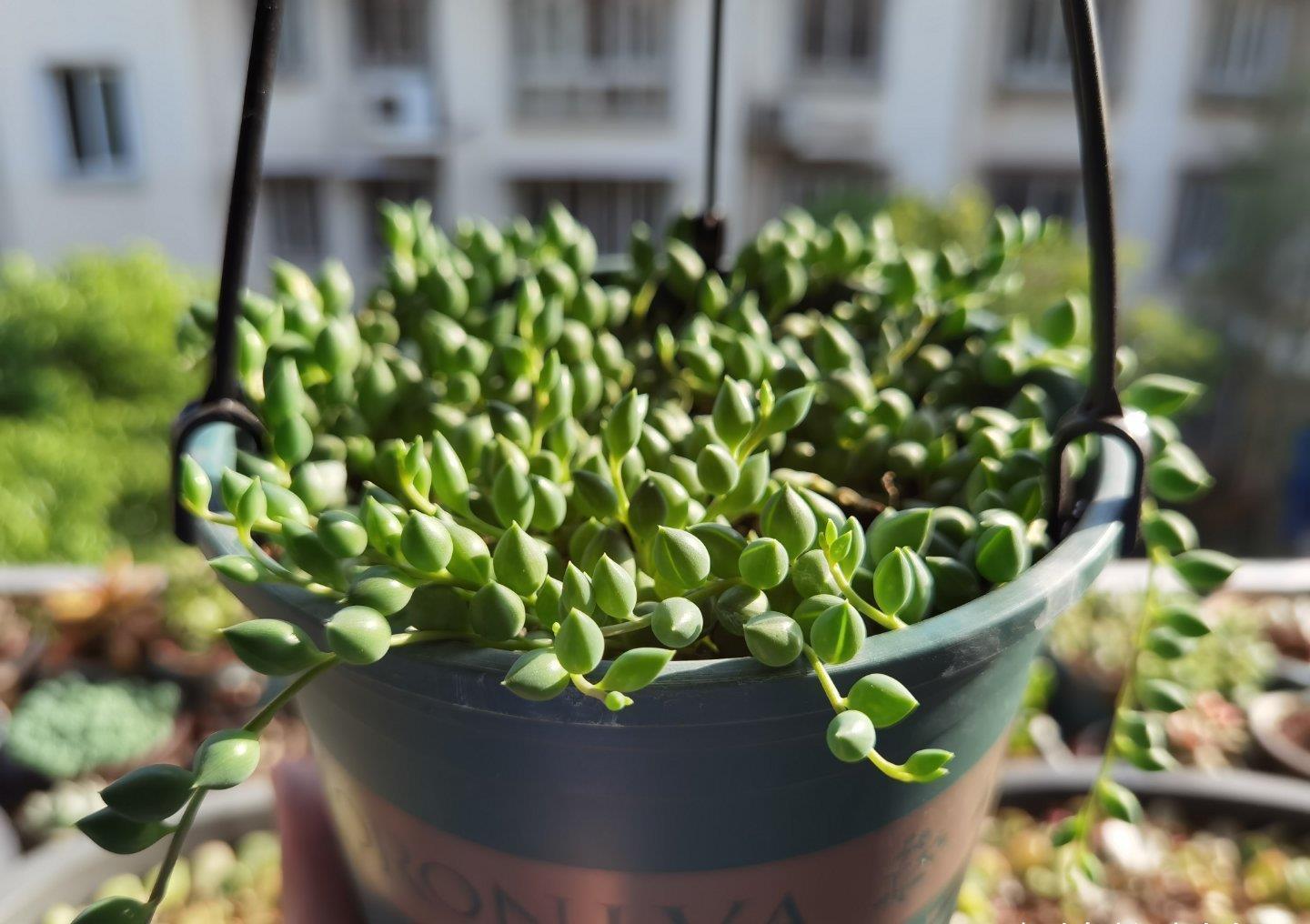 多肉|露养的多肉没状态,满足“三条件”,上色快,还容易爆小崽