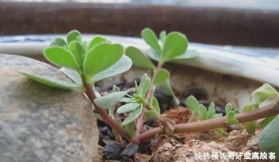 盆栽|养了快十年花才明白,花盆里长的“杂草”别拔,留着很有用处