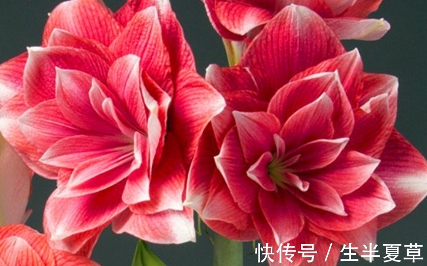 老花农养的朱顶红,个个开花比碗大,原来是这样做的!