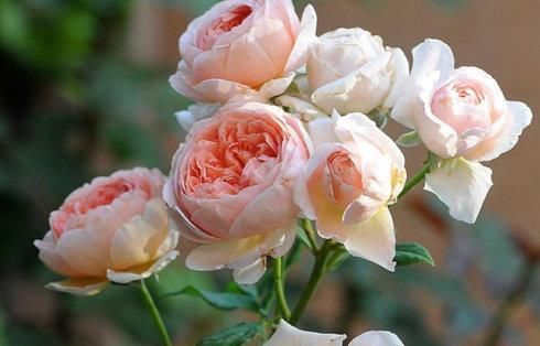 生病|5种月季花,号称开花机器,几乎不生病,新手也会养