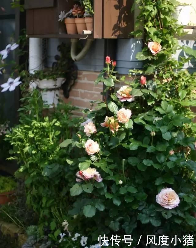 种植|家里有院子不如搞个种植池,这几样植物推荐给你