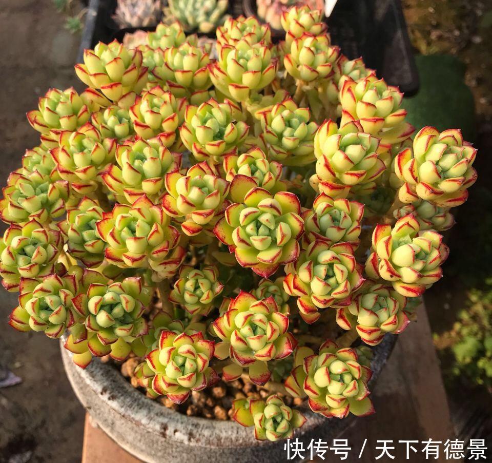 夏天|多肉植物“夏必死”？一眼看出“休眠期”，做好4点，夏天0损伤