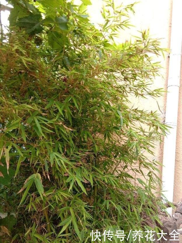 房顶上养了一株花，邻居叫我赶紧砍掉，真是为难