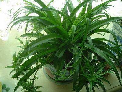 根系|卧室养什么花好?4种花就很合适,不花里花哨,实在