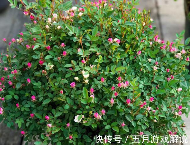 紫叶酢浆草|农历十一月大雪过后,养什么花?家里养3种花,三春肇始福临居所