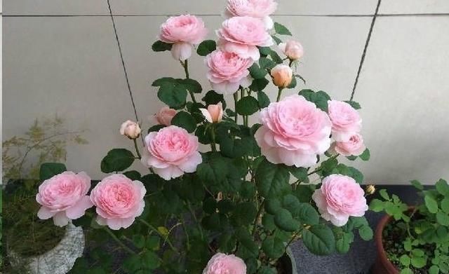 小暑过后,家里养3种“耐热花”,枝条扦插生根快,越热开花越旺