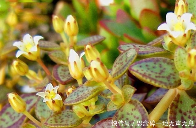 这三“普货多肉”寓意好,越老越值钱,养成老桩可当“传家宝”!