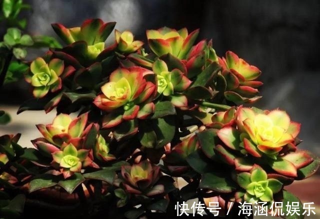 阴凉处|君子兰、多肉秋天“砍一刀”,1次冒出10个芽,几个月养爆盆