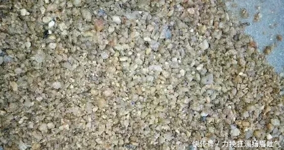 插土|君子兰盆里长出小芽,我掰下来插土里,1年半后竟然开花了!