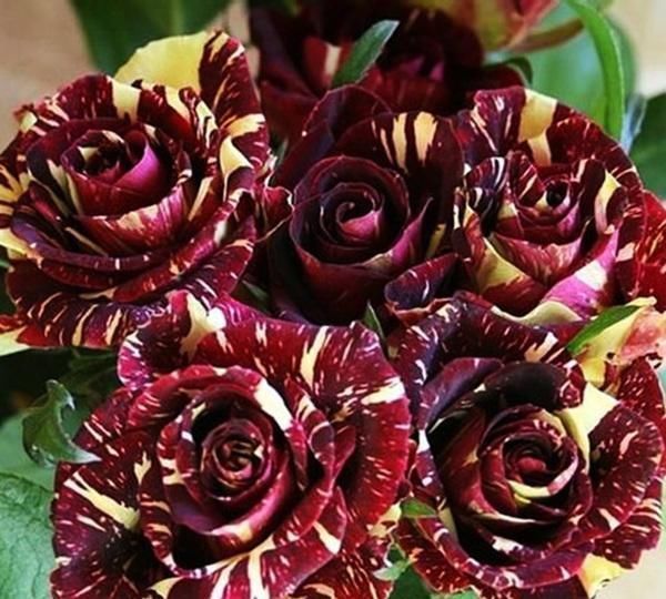 多肉|花市遇到这4种花,再好看也不能买,都是假的根本养不活