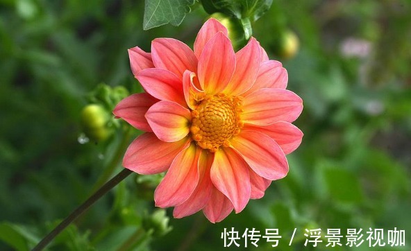 花色|喜欢养菊，不如养一盆“小丽菊”，花色艳丽，植株低矮室内盆栽养