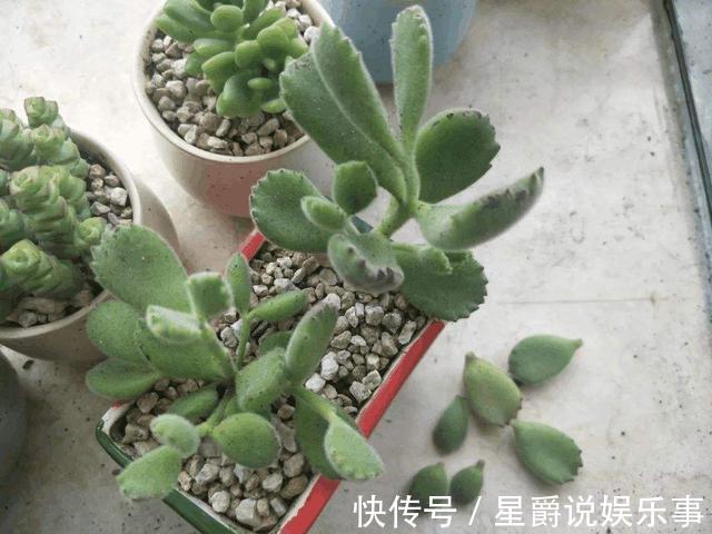 7种大盆栽,冬天正“虚弱”,赶紧断水,多浇一杯水,灌死一大片