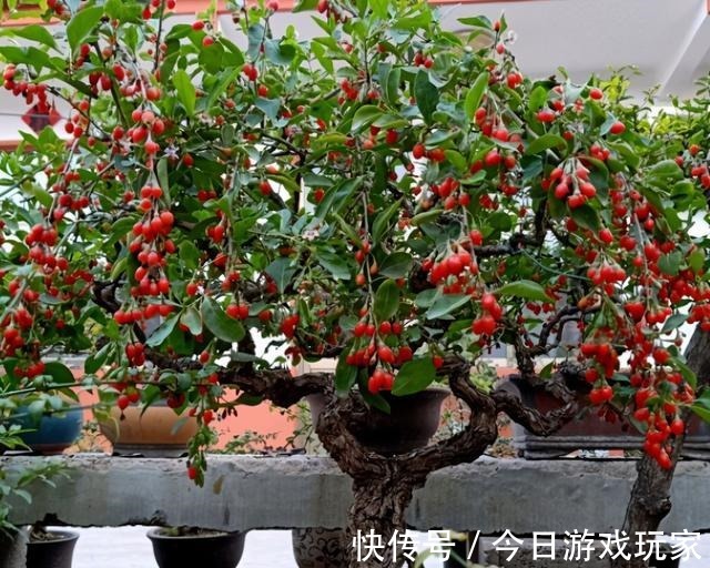 养花草不如养枸杞，平时当盆景观赏，结了果子还能食用！