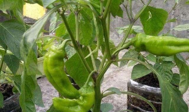 养“君子兰”坚持十年,总结出的养花秘籍,说的句句在理