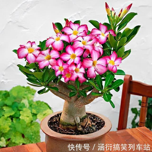 玉树|天气冷,六种花要“干养”,少水多晒才健壮,养成老桩更旺家