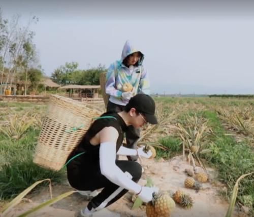 黄磊|张子枫摘菠萝摔倒,谁注意第一个冲过去关心的人偶像剧都没这么甜