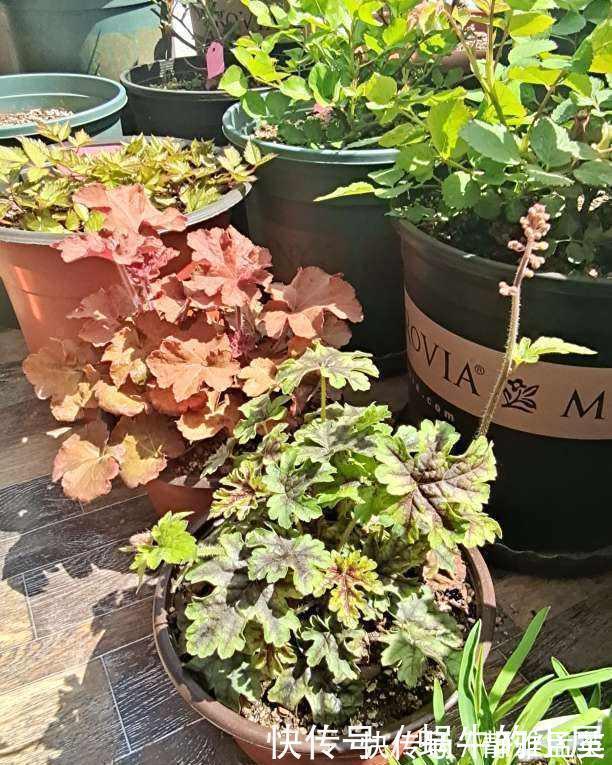 院子|院子一半强光一般阴凉,那就养这6种花,喜阳耐阴好养活