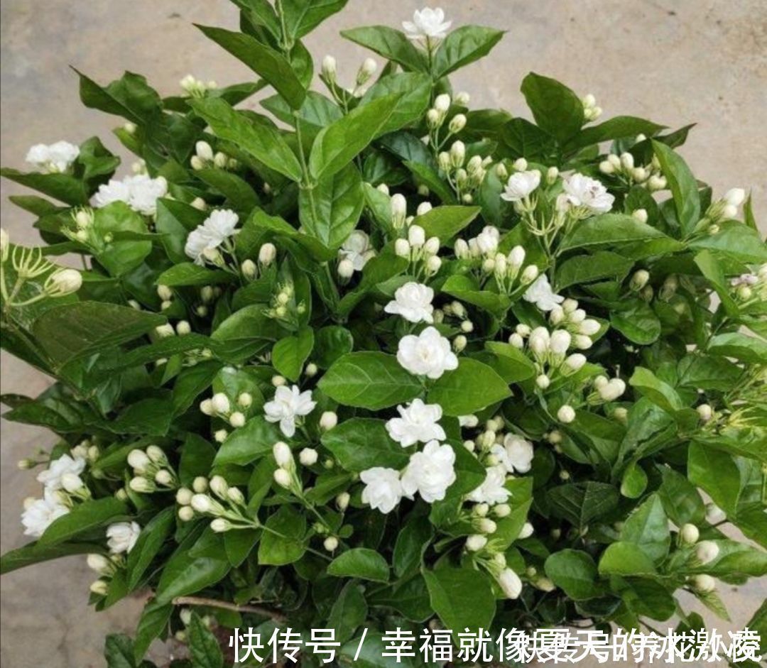 磷酸二氢钾|茉莉只长枝条不开花，马上给它做好三件事，枝头挂满花苞