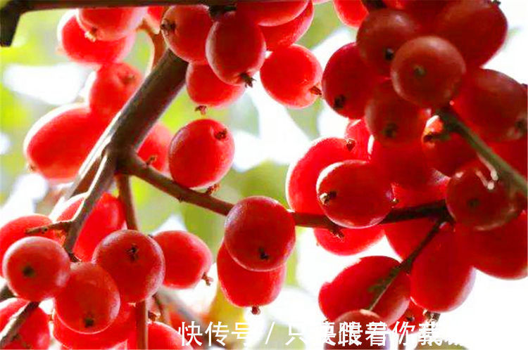 榴莲|中年人推荐多吃3种食物,营养丰富、延缓衰老,好处多多!