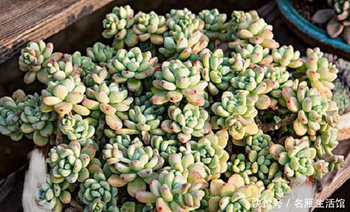 家里的多肉总是长不好?避开3个“陷进”,你可不要中招!