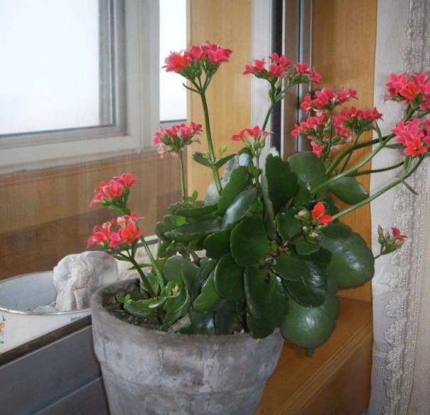 三种花很好养，叶子落地就有新根，不久就可轻松做到爆盆！