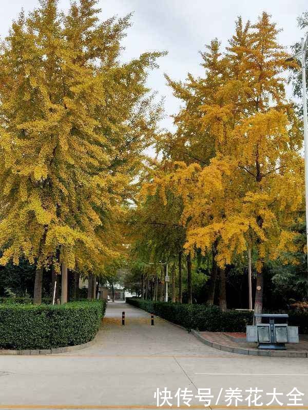 云杉|花卉中的“长寿老人”，最老一棵12000岁