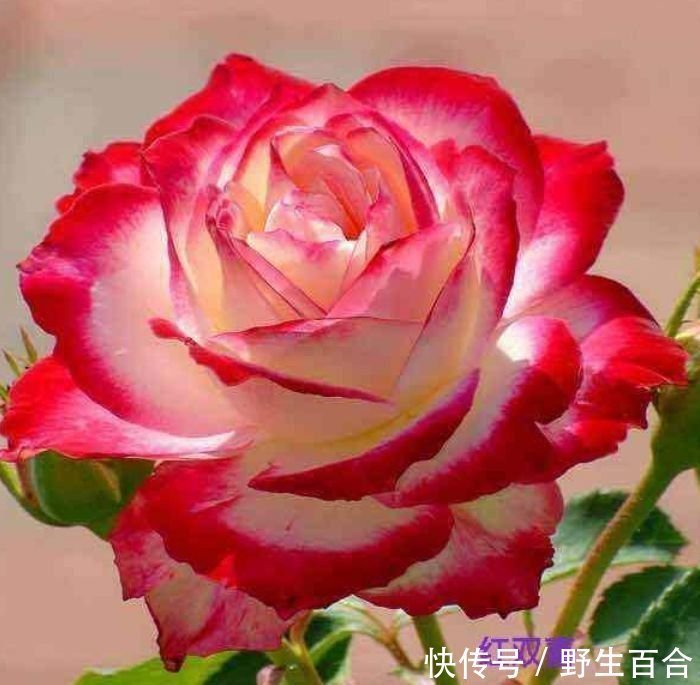 几种花堪称开花机器,365天都在开花,赏心悦目,你喜欢哪一种?