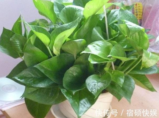 卫生间''除异味''大招放置3种绿植除臭,居家环境更舒适