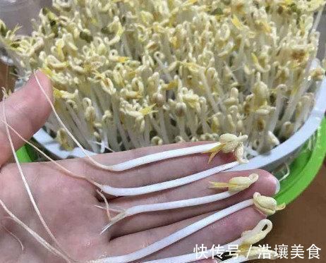 豆芽好吃不用买,教你在家发豆芽,只需一个塑料瓶,4天就可以吃