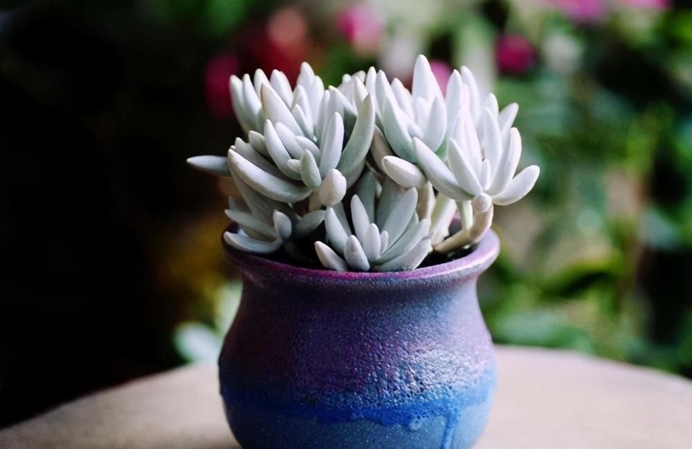 天气|如果天气突然降温。多肉怎么办?南北方法不同,大家可别搞混了