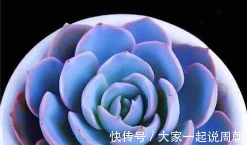 肉质|想要养多肉，又怕养死，这几种多肉好看又好养