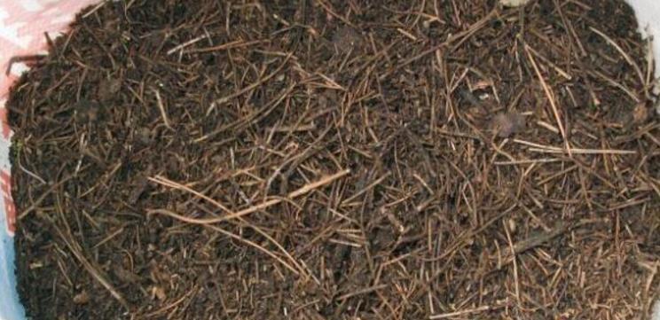 养花土不够透气,用上处理好的松针、河沙,养啥花根都长得壮